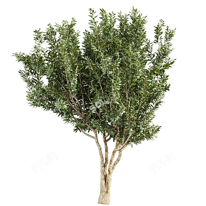 Premium Eucalyptus Lehmannii Tree Model 3D model image 4