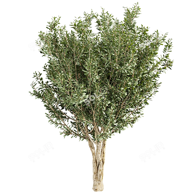 Premium Eucalyptus Lehmannii Tree Model 3D model image 5