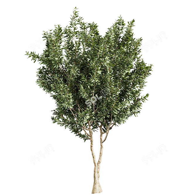 Premium Eucalyptus Lehmannii Tree Model 3D model image 6