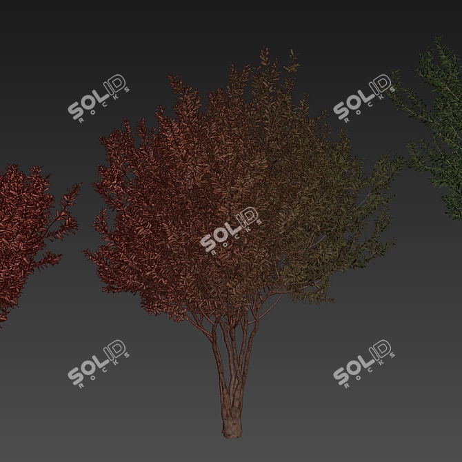 Premium Eucalyptus Lehmannii Tree Model 3D model image 7