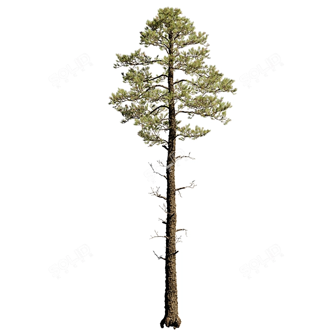 Tall Pinus 9 Tree Model 3D model image 1