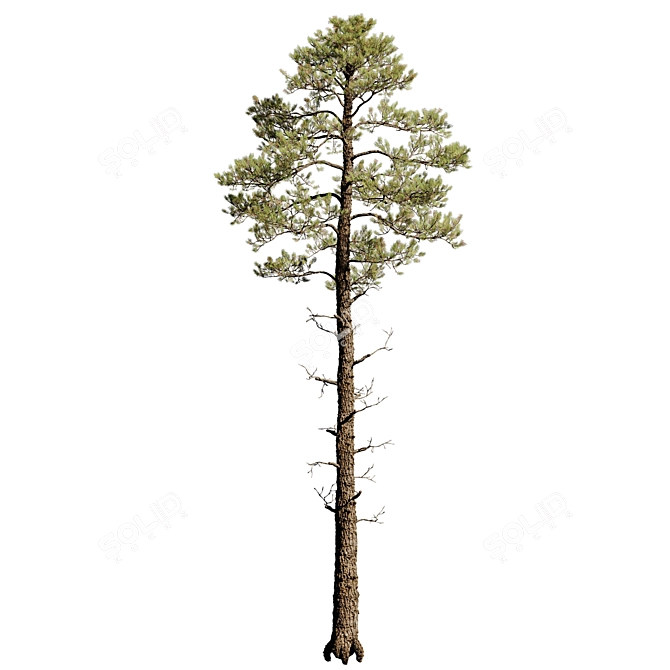 Tall Pinus 9 Tree Model 3D model image 2