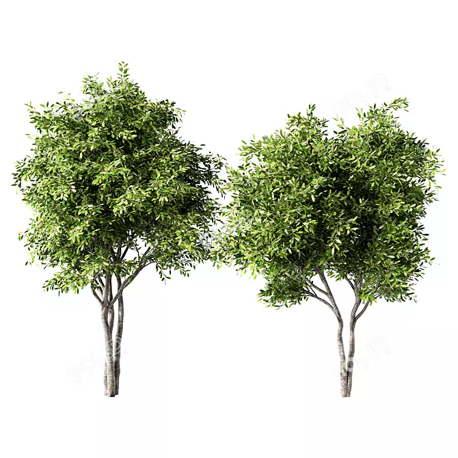 Russian Forest Tree No.124 3D model image 1