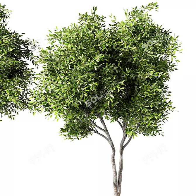 Russian Forest Tree No.124 3D model image 3