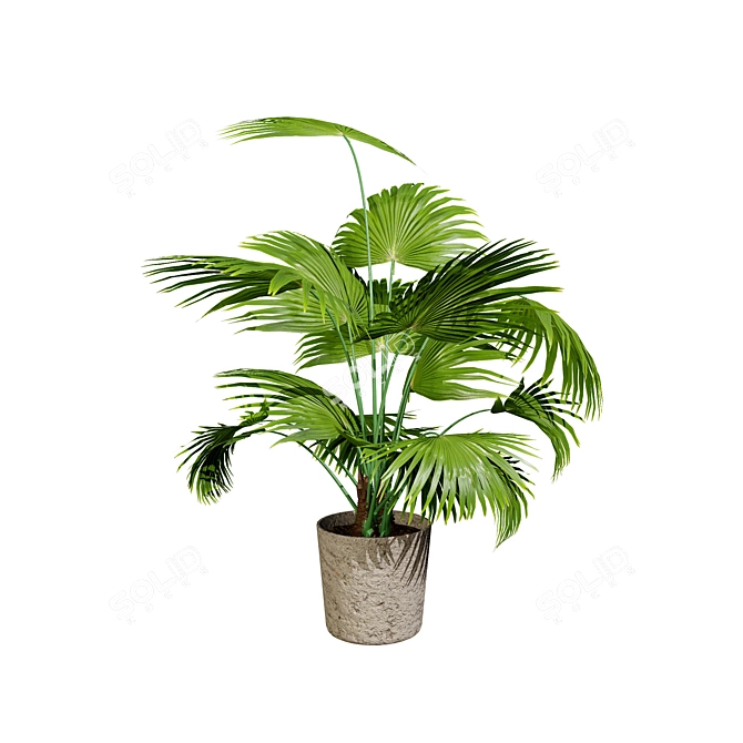 Realistic Indoor Palm Collection 3D model image 5