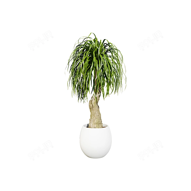 Realistic Indoor Palm Collection 3D model image 6