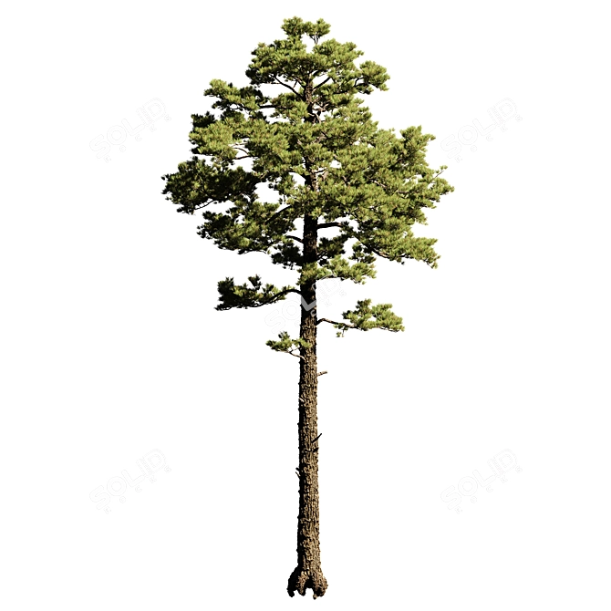 Tall Pine Tree Model with Textures 3D model image 1