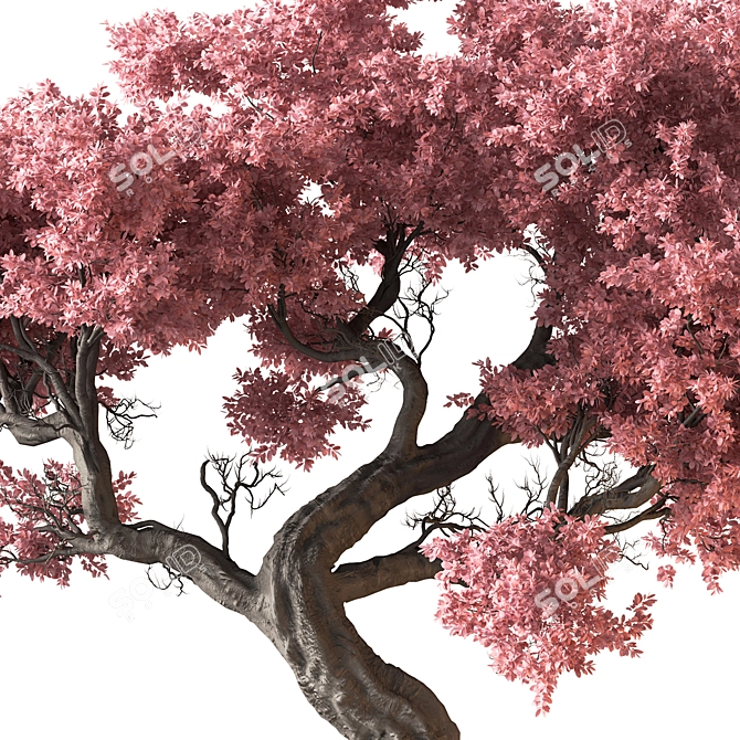 Bonsai Set Indoor Plant 3D model image 2