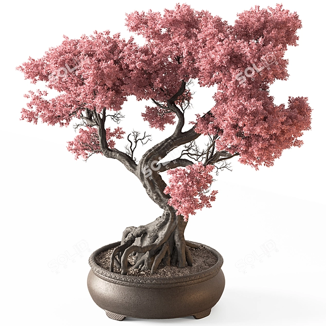 Bonsai Set Indoor Plant 3D model image 3