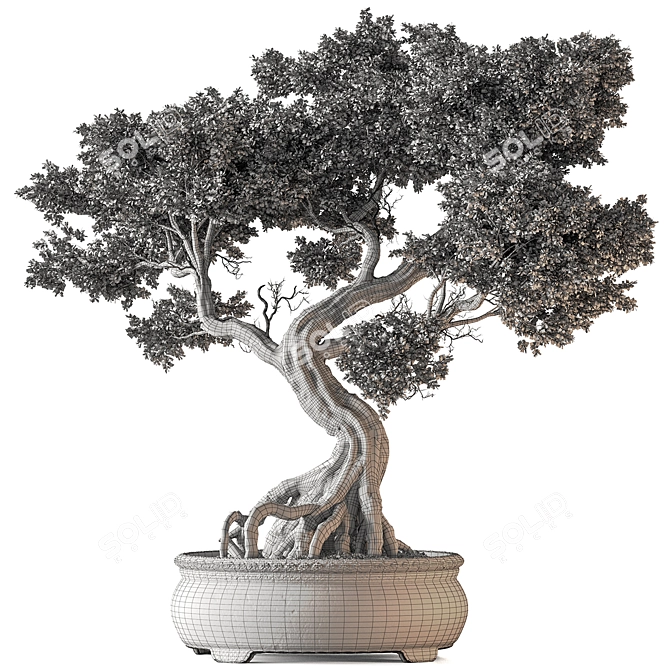 Bonsai Set Indoor Plant 3D model image 5