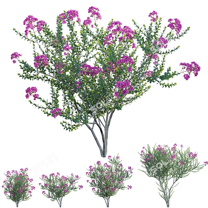 3D Crepe Myrtle Plant Collection 3D model image 1