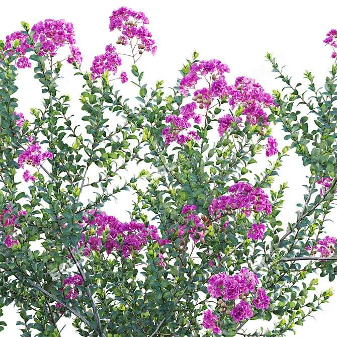 3D Crepe Myrtle Plant Collection 3D model image 2