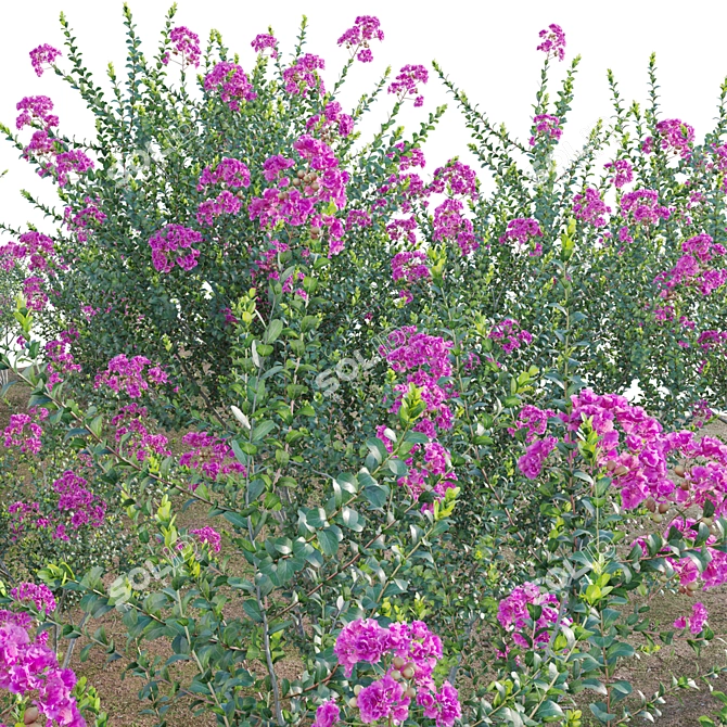 3D Crepe Myrtle Plant Collection 3D model image 3