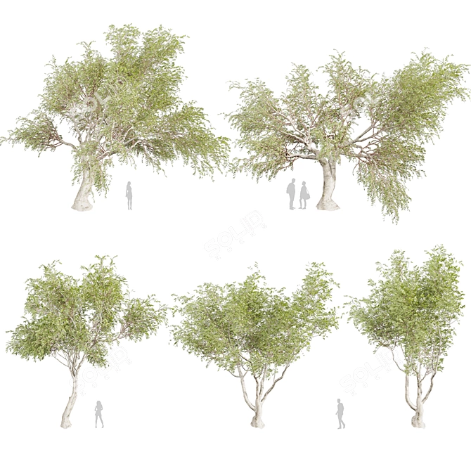 Premium Eucalyptus Camaldulensis Tree 3D model image 1