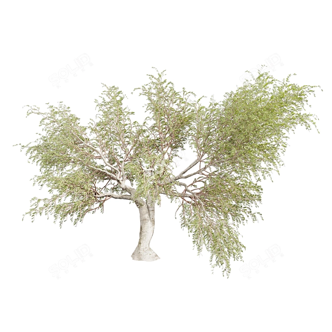 Premium Eucalyptus Camaldulensis Tree 3D model image 2