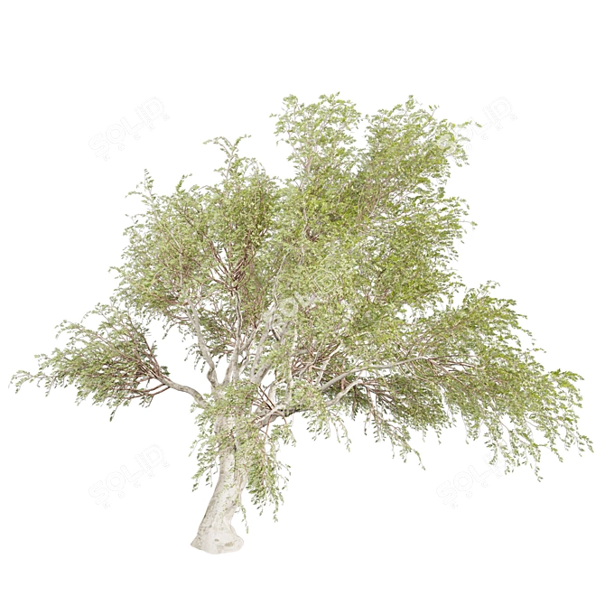 Premium Eucalyptus Camaldulensis Tree 3D model image 3