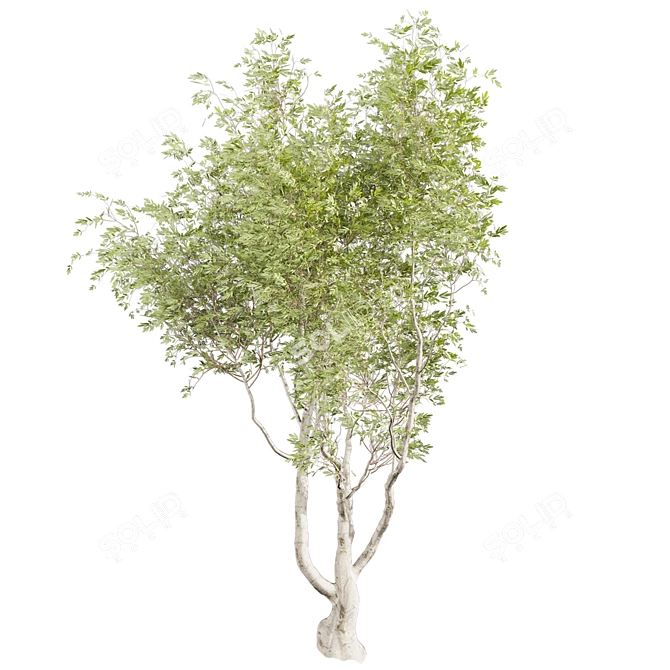 Premium Eucalyptus Camaldulensis Tree 3D model image 4