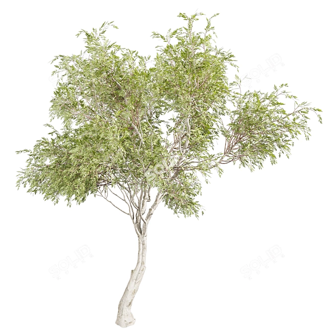 Premium Eucalyptus Camaldulensis Tree 3D model image 5