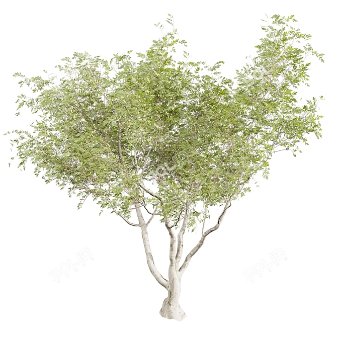 Premium Eucalyptus Camaldulensis Tree 3D model image 6