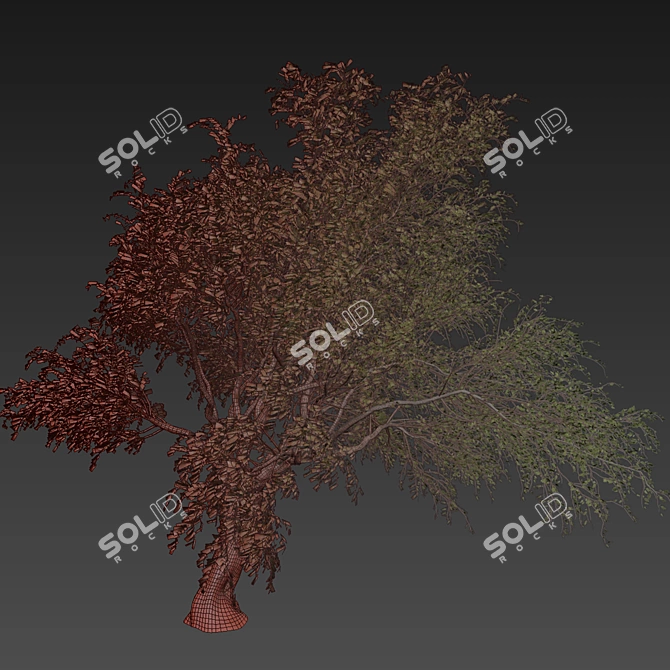 Premium Eucalyptus Camaldulensis Tree 3D model image 7