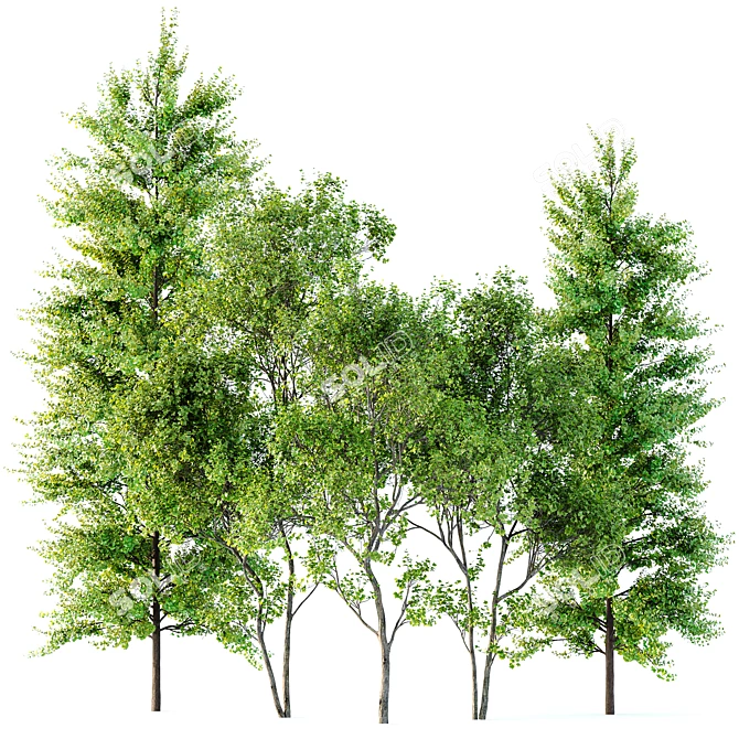 Majestic Spring Tree Collection 3D model image 1