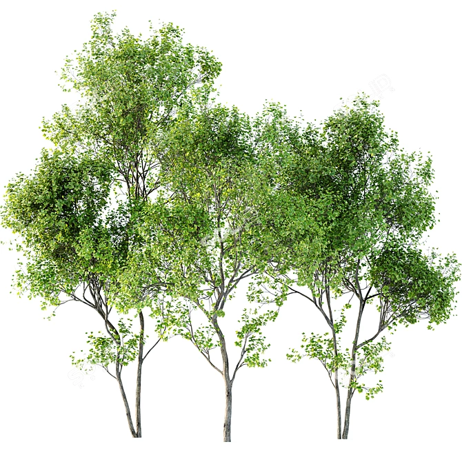 Majestic Spring Tree Collection 3D model image 2