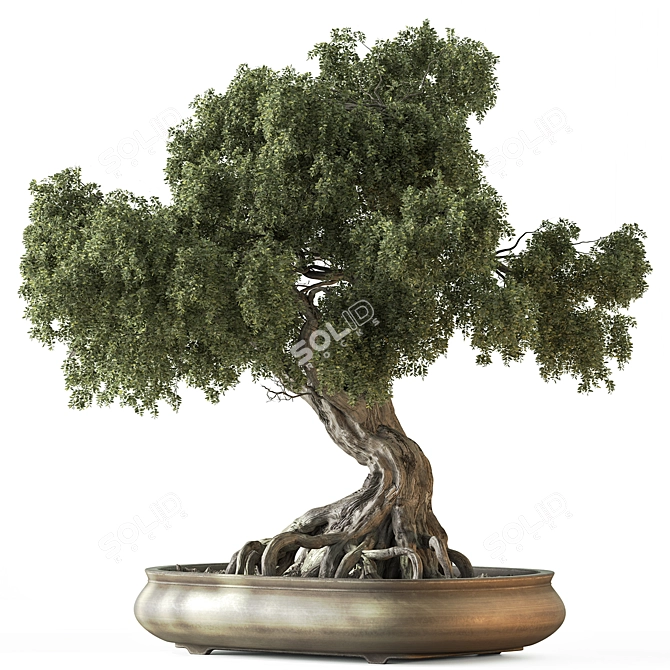 Zen Bonsai Plant Set 3D model image 1