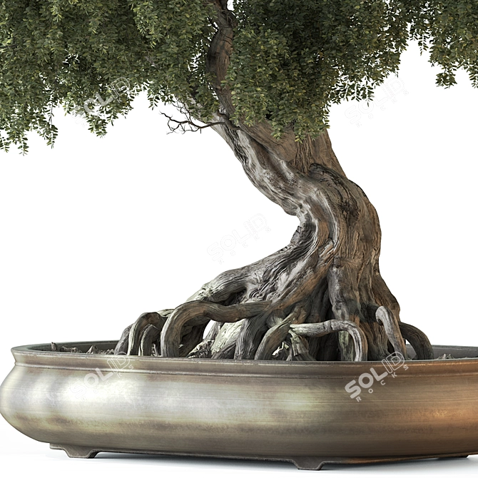 Zen Bonsai Plant Set 3D model image 2