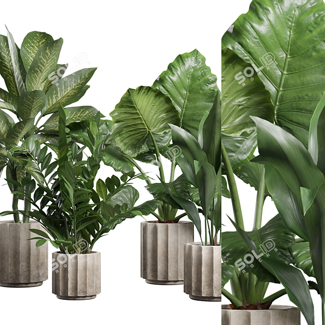 Exotic Indoor Plants Collection 74 3D model image 2