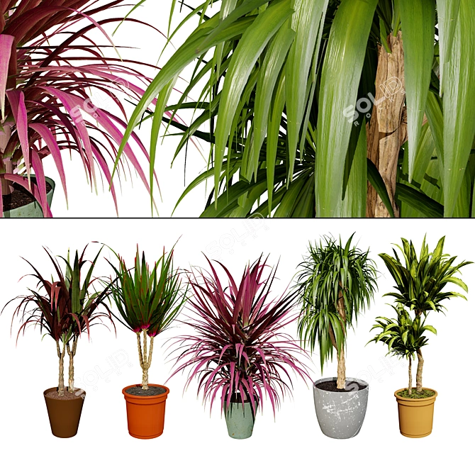 Indoor Dragon Palm Trees Set 3D model image 1