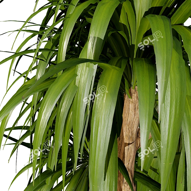 Indoor Dragon Palm Trees Set 3D model image 5