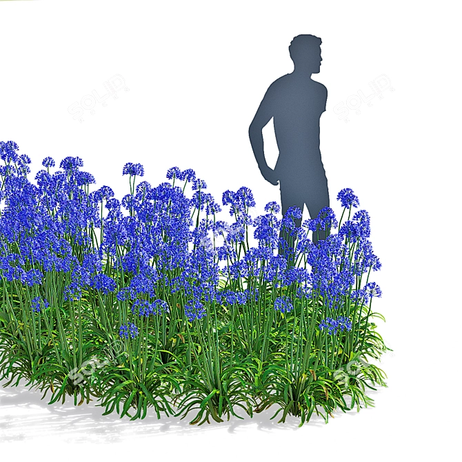 Agapanthus 3D Plant Collection 3D model image 13