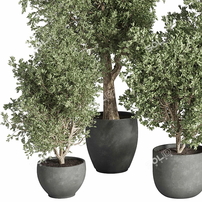 Concrete Tree Set Indoor Plant 3D model image 2