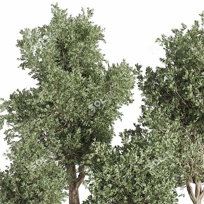 Concrete Tree Set Indoor Plant 3D model image 3