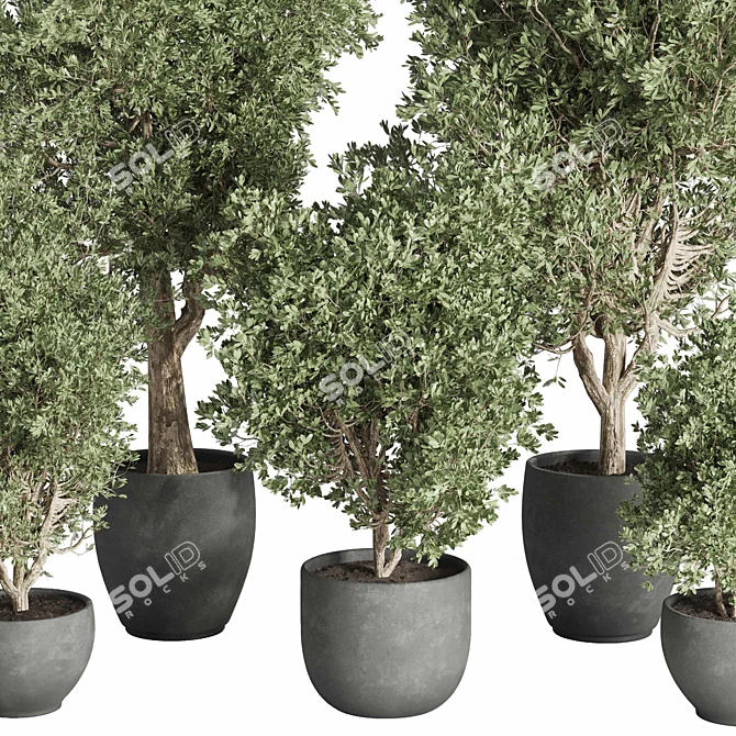 Concrete Tree Set Indoor Plant 3D model image 4