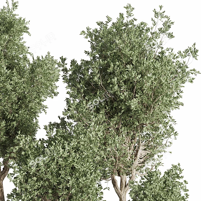 Concrete Tree Set Indoor Plant 3D model image 6