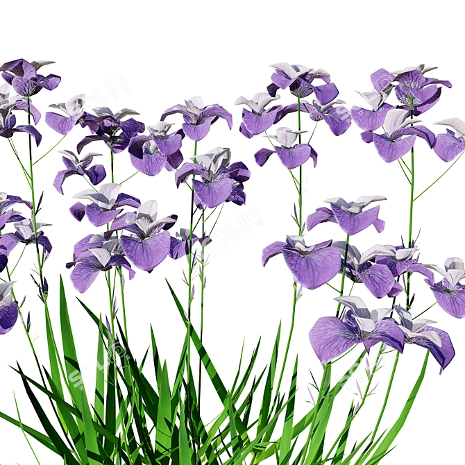 Blooming Iris Pallida 3D Model 3D model image 3