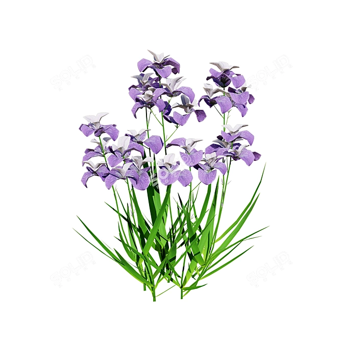 Blooming Iris Pallida 3D Model 3D model image 6