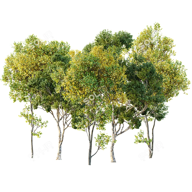 Summer Fall Trees 3D Models 3D model image 1