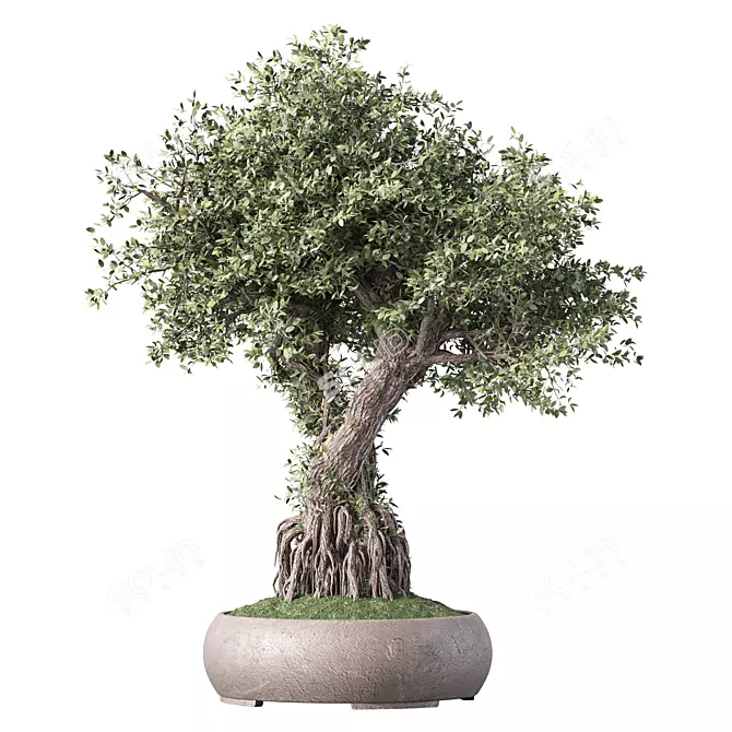 Zen Bonsai Indoor Plant Set 3D model image 1