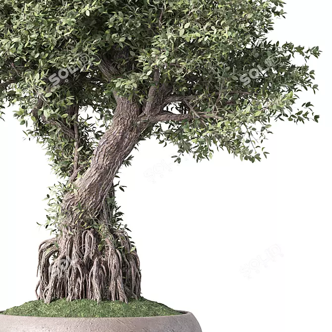 Zen Bonsai Indoor Plant Set 3D model image 3