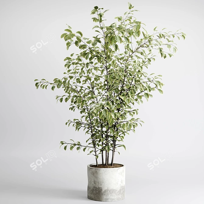 Concrete Vase Tree Indoor Set 3D model image 1