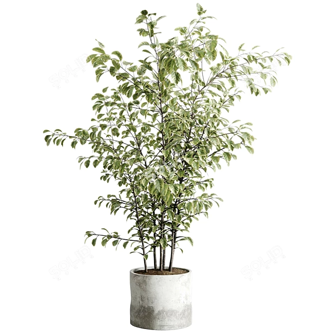 Concrete Vase Tree Indoor Set 3D model image 2