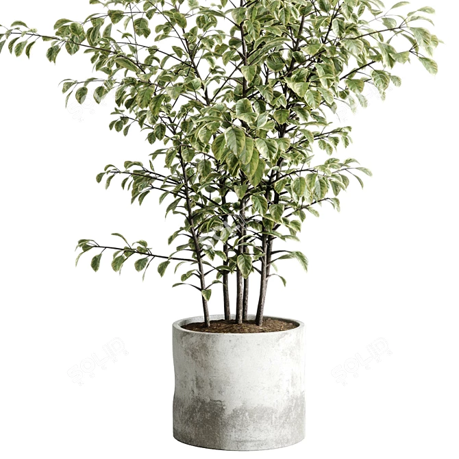 Concrete Vase Tree Indoor Set 3D model image 5