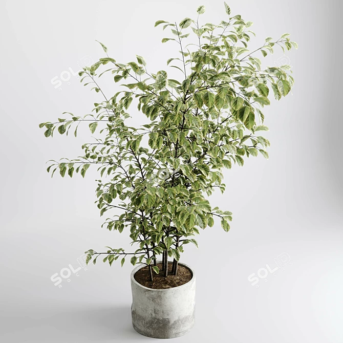 Concrete Vase Tree Indoor Set 3D model image 6