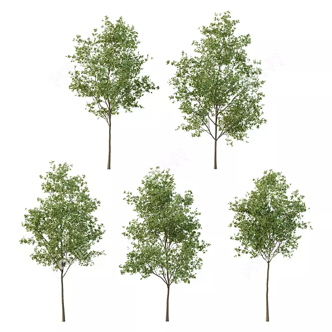 European Ash Tree Premium 3D Model 3D model image 1