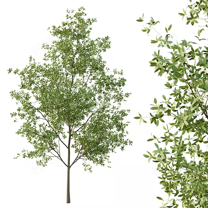 European Ash Tree Premium 3D Model 3D model image 2