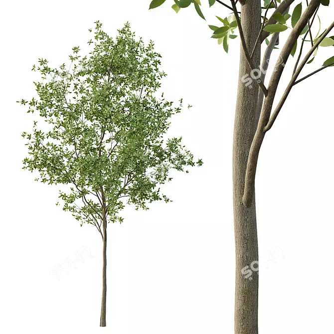 European Ash Tree Premium 3D Model 3D model image 3