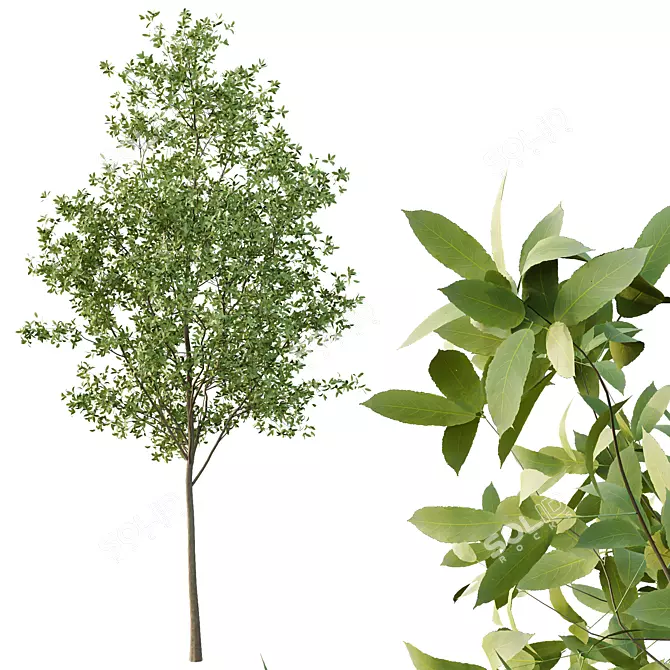 European Ash Tree Premium 3D Model 3D model image 4