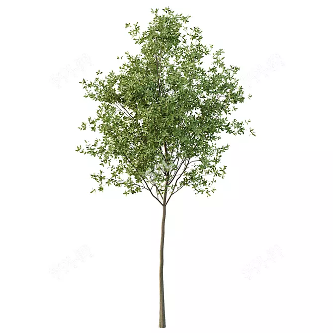 European Ash Tree Premium 3D Model 3D model image 6